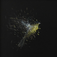 Birdstudy 61 (2016) Birdstudy 61 (2016)
