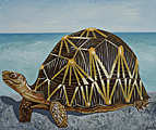 Nr 3 - The Radiated Tortoise (2021)