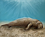 Nr 6 - The Dugong (2021)